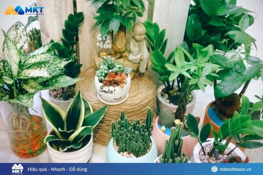 Cách buôn bán đắt hàng nhờ cây xanh phong thủy Cách buôn bán đắt hàng nhờ cây xanh phong thủy